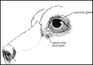 glandula lacrimal
