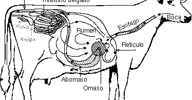 Asistente veterinario: rumiantes sistema digestivo cow rumen diagram 