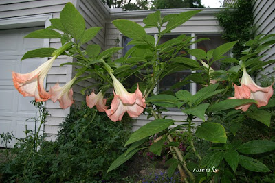 Rose et Lis: My birthday garden