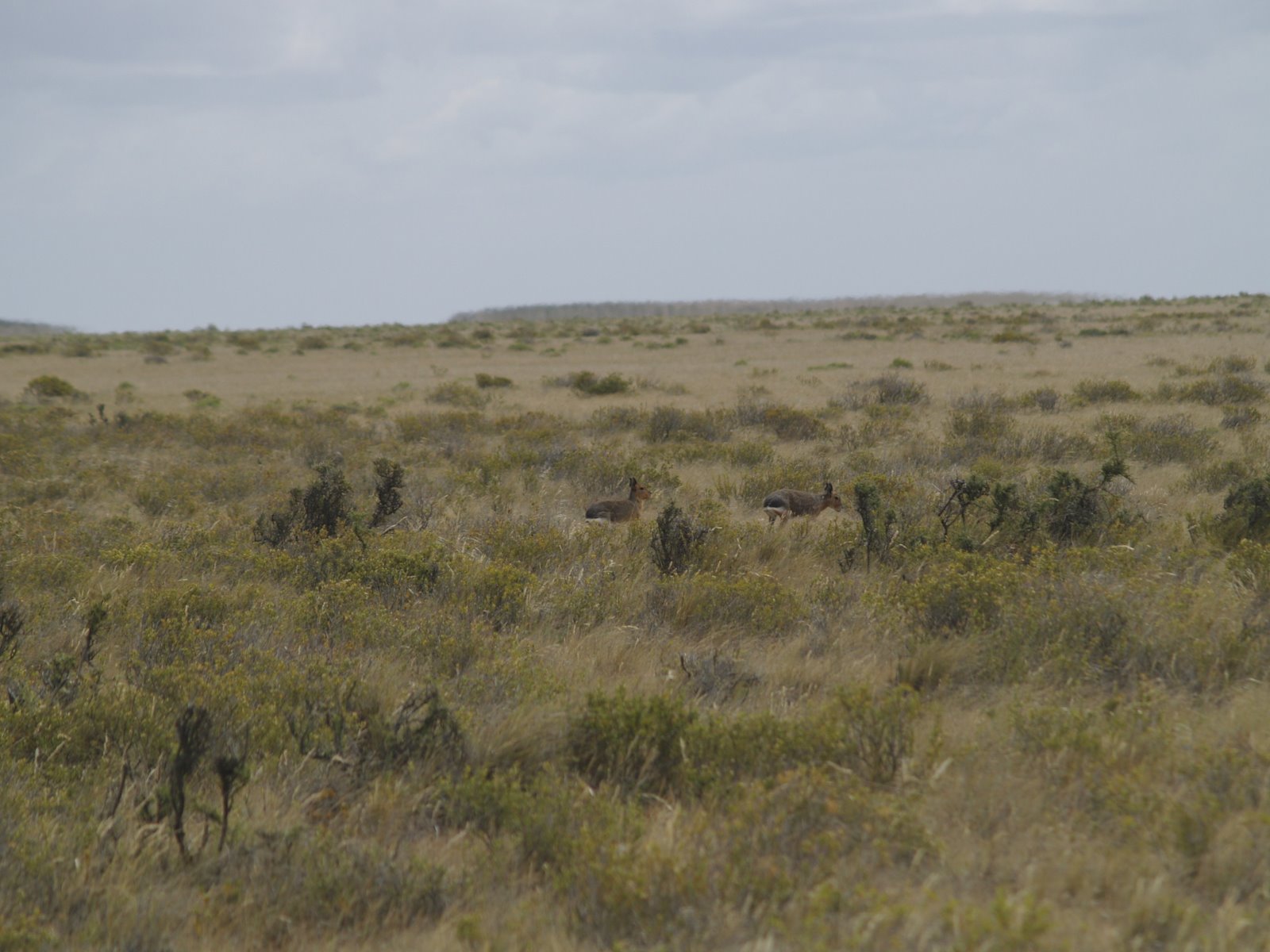 [ARGENTINA20071113_269.JPG]