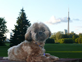 Toronto's Canadian National (CN) Tower (Background) and My Guard Dog (Wally)