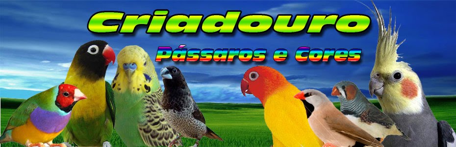 Criadouro Passaros e Cores