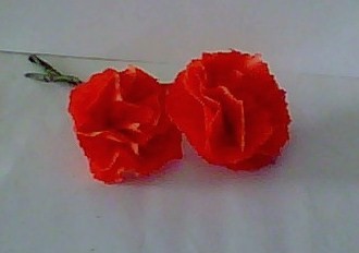 [paper+carnations.jpg]