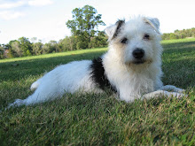 My Girls ~ The Jack Russell Terriers