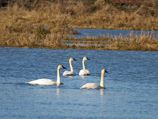 Trumpeter Swan