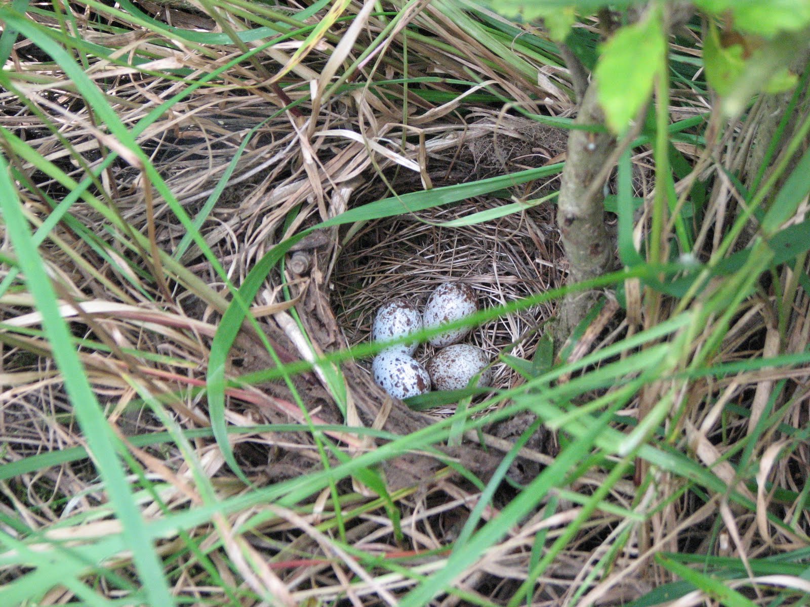 Spotted Towhee Nest