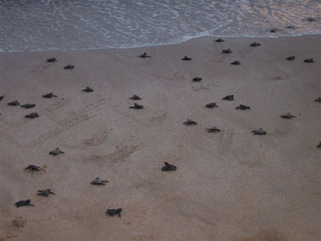 [turtles4.JPG]