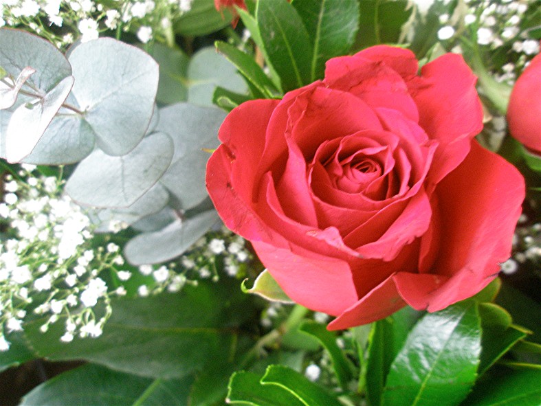 [2009+02+14+roses+6.jpg]