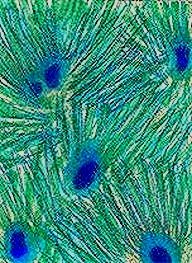 [2009+05+05+peacock.jpg]