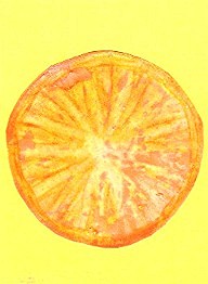 [2009+05+05+orange.jpg]