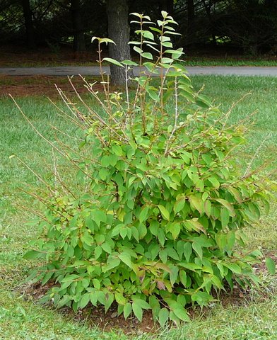 Kousa+dogwood+leaves+curling