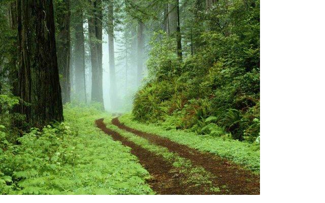 [Forest+Road.jpg]