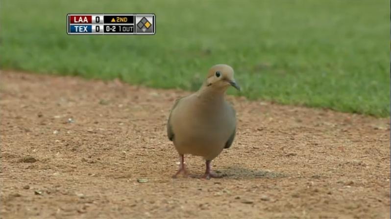 Mourning Dove Silhouette