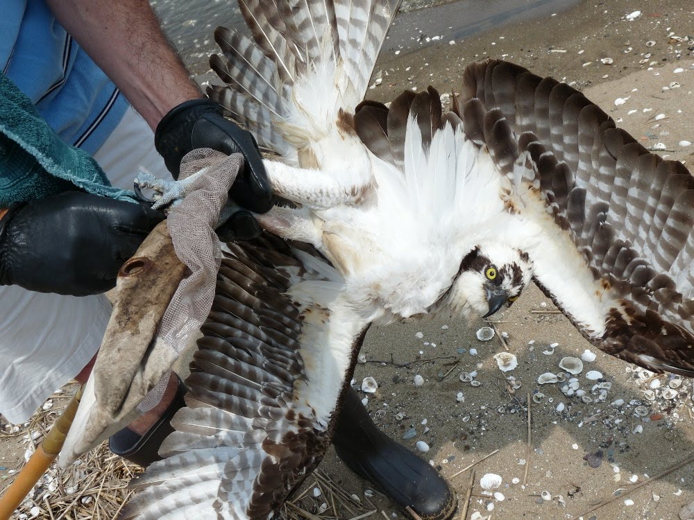 Osprey Rescue Connecticut Audubon Society