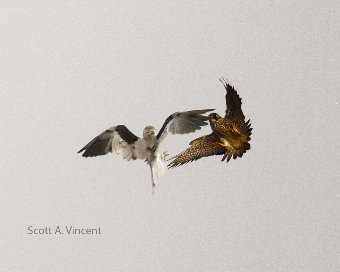 More Whitetailed Kite fighting Peregrine Falcon Connecticut Audubon
