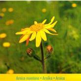 Arnica