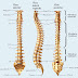 A Coluna Vertebral