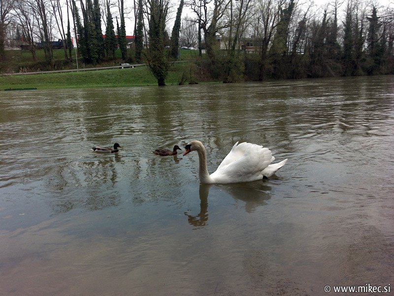 [reka-krka-poplave-april_4.jpg]