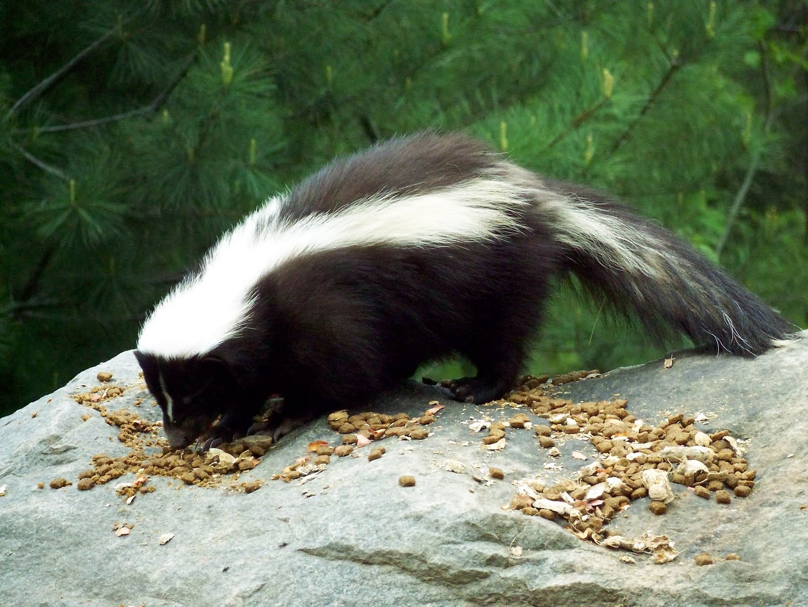 1000 images about Woodland Skunk on Pinterest Biology Diagrams