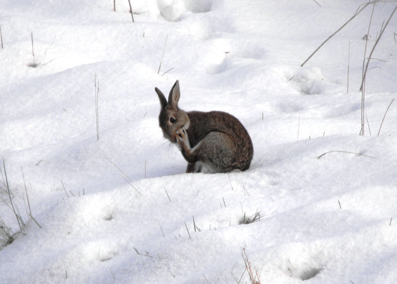 Rabbit Snow