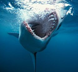 Great White shark