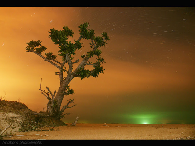 Gambar Pokok Kartun