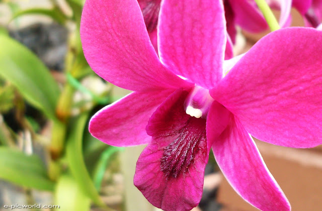 Pink Orchid Wallpaper Pink Orchid Wallpaper