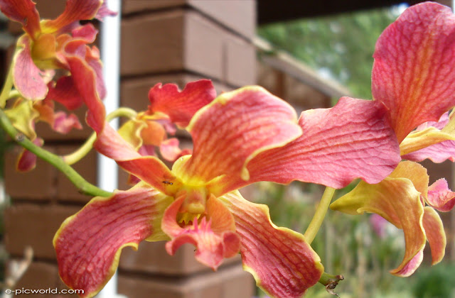 orchid wallpapers