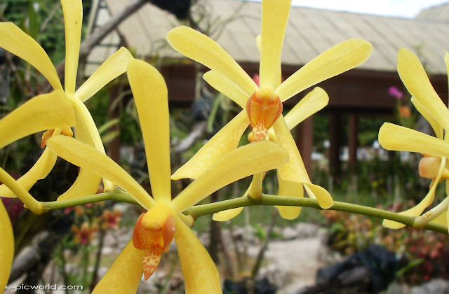 orchid pictures