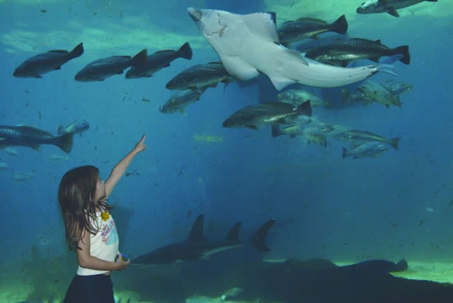 World's huge Aquariums