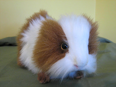 guinea pig wallpaper. Hairy Guinea Pig