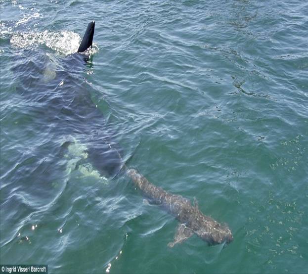Orca Whale Mating