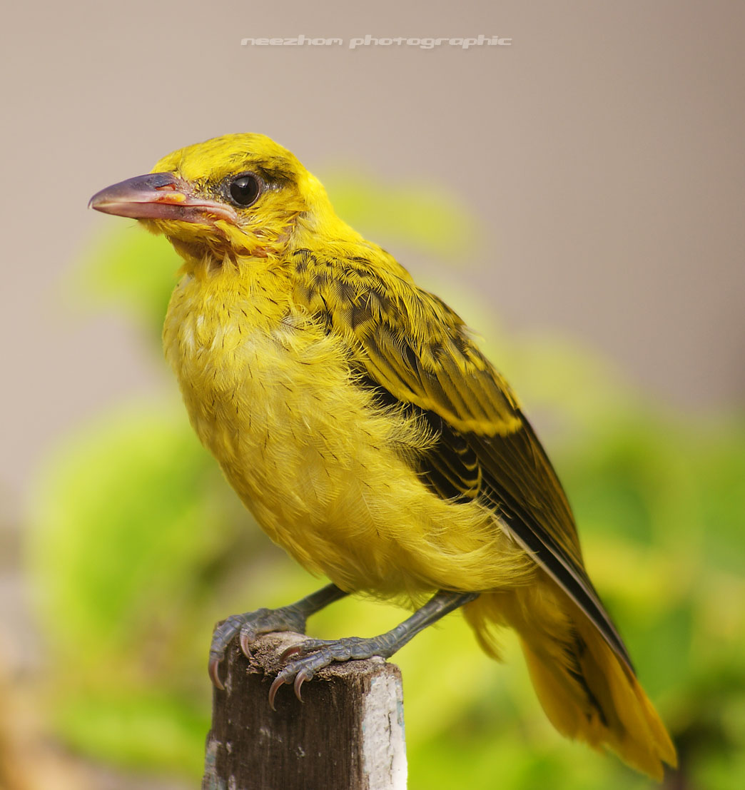 Burung Kunyit Besar - Neezhom Photomalaya