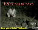 MONSANTO PLAGA GLOBALIZADA