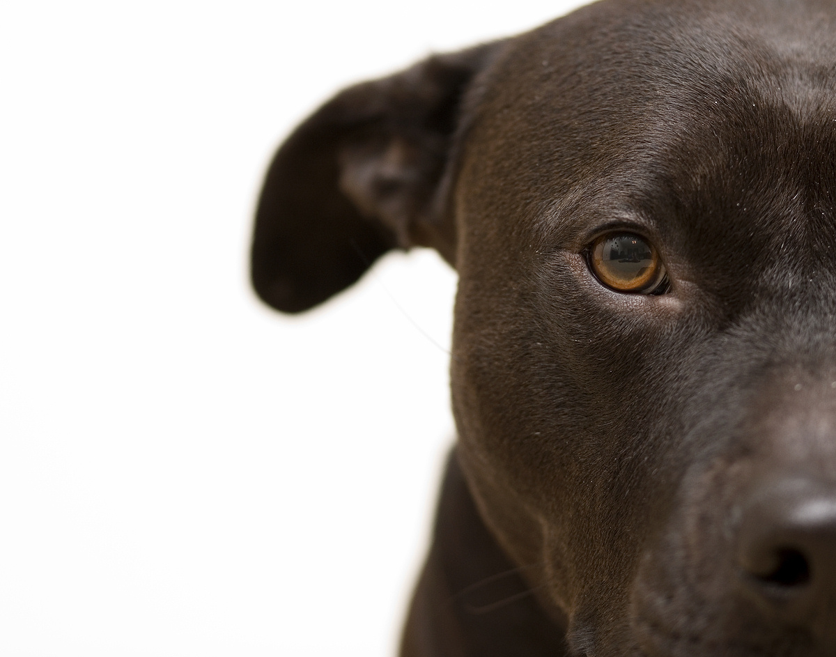 [Pit+Bull.jpg]