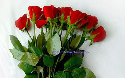 beautiful red rose wallpaper collection