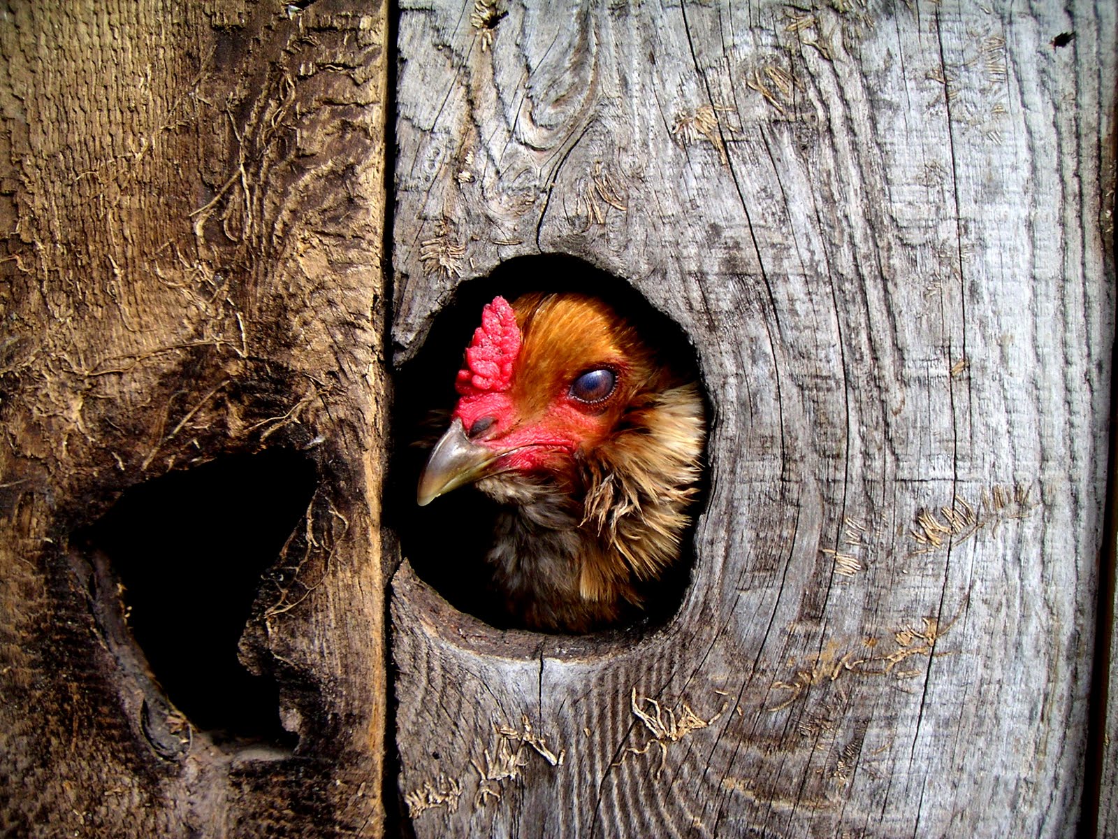 Homestead Chicken