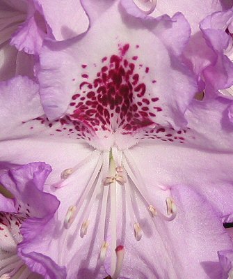 [lavrhody_close.JPG]