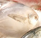 SILVER POMFRET