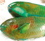 PARROY FISH