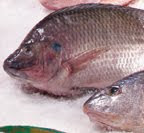 TILAPIA