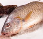YELLOW CROAKER