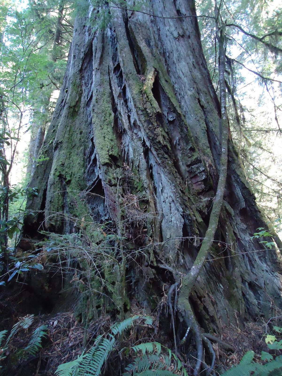 Matthew's Washington Trip Stout Grove, Redwood National Park