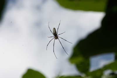 [090831_Spinne.JPG]