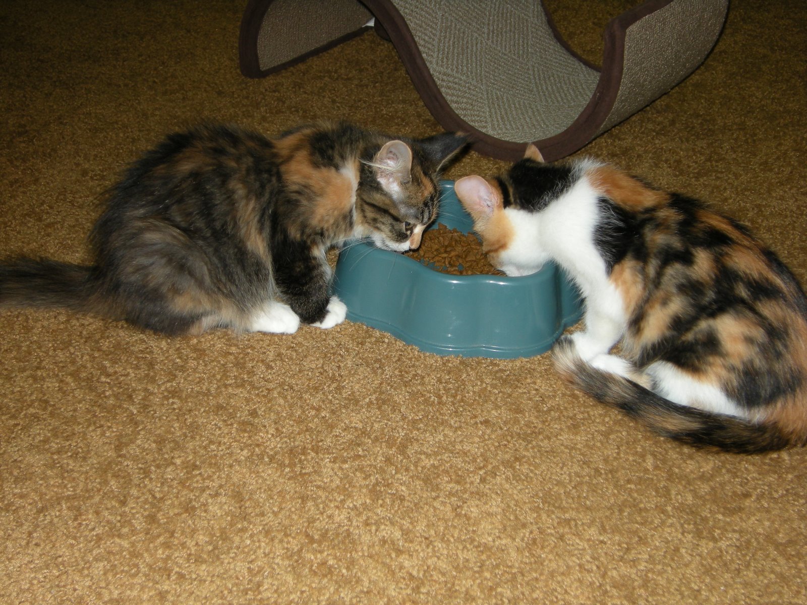 [kittens+eating.JPG]