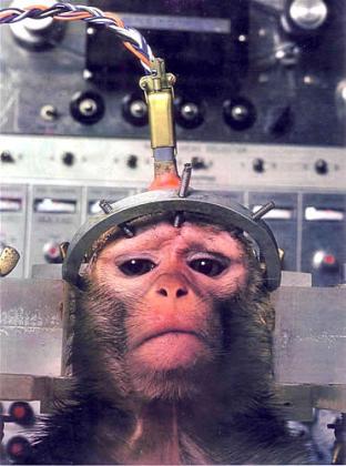 Animal Testing the ugly truth