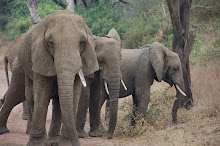 Elephants in Lake Manyara
