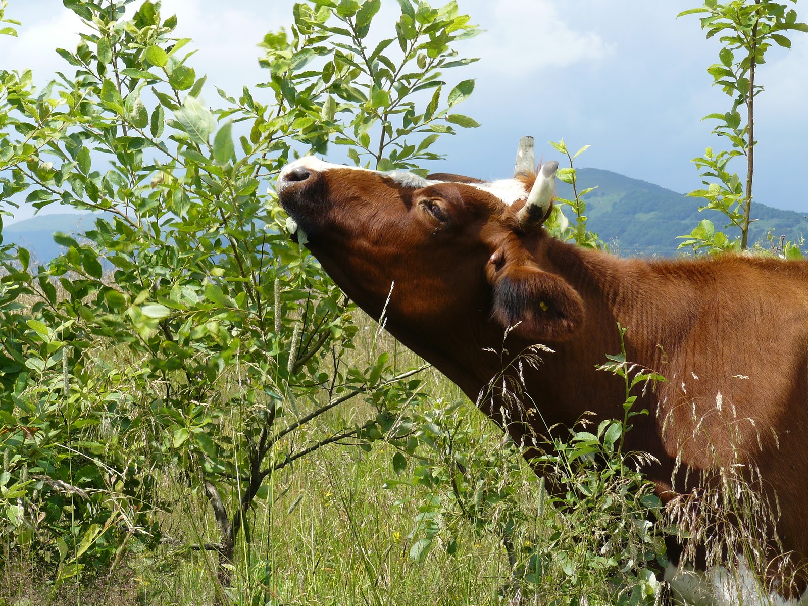 [Krowa+w+Bieszczadach.JPG]