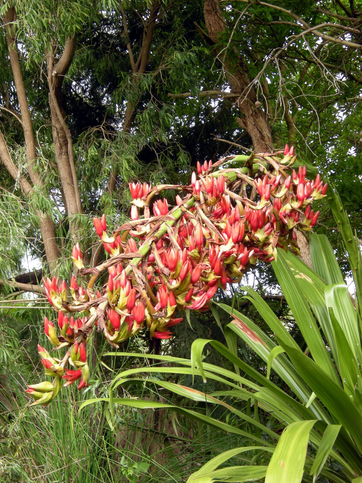 Back Valley seasons The Gymea Lily is flowering