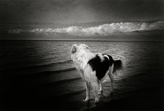 [DogAtBeach.jpg]